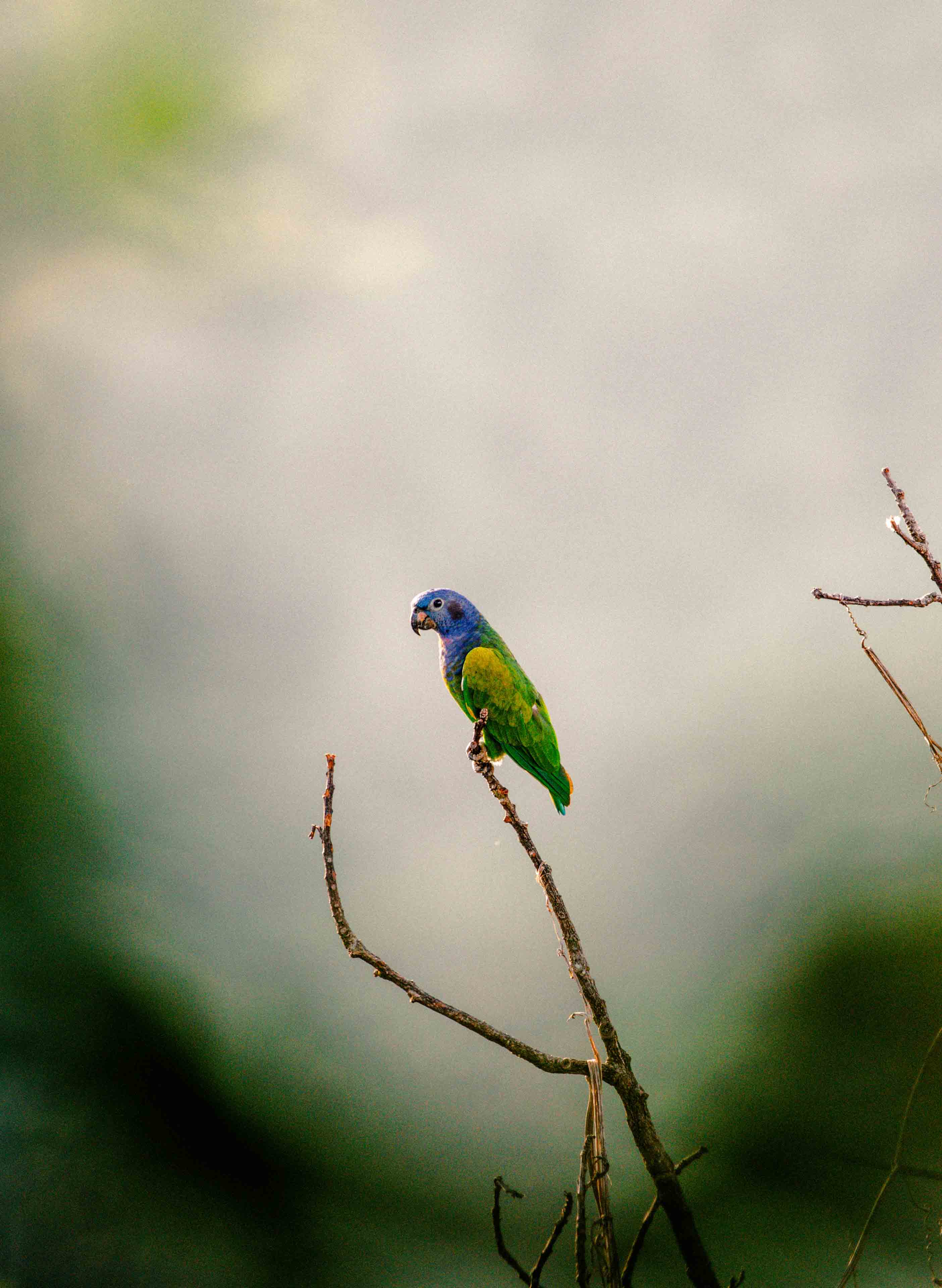Colombia