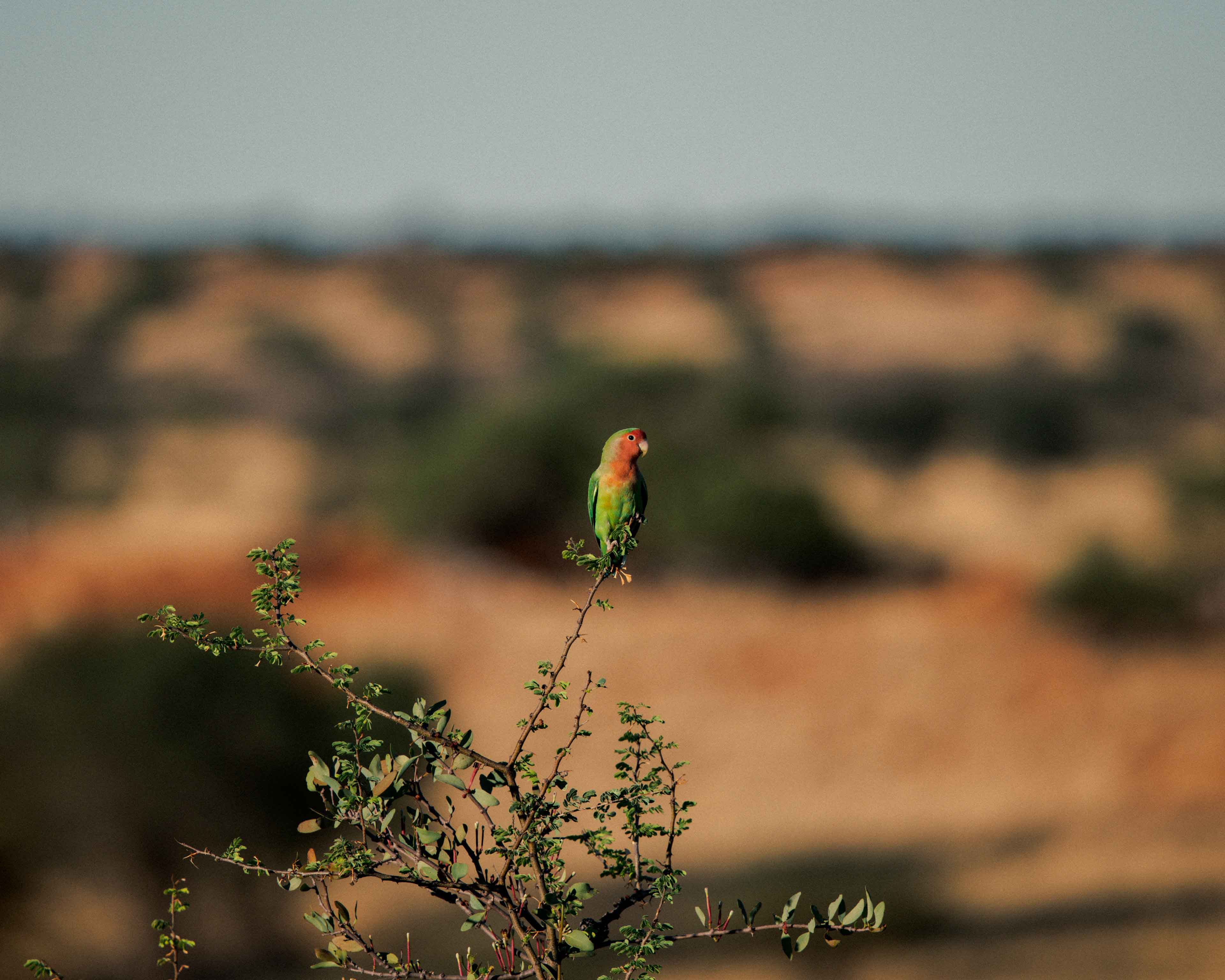 namibia 1