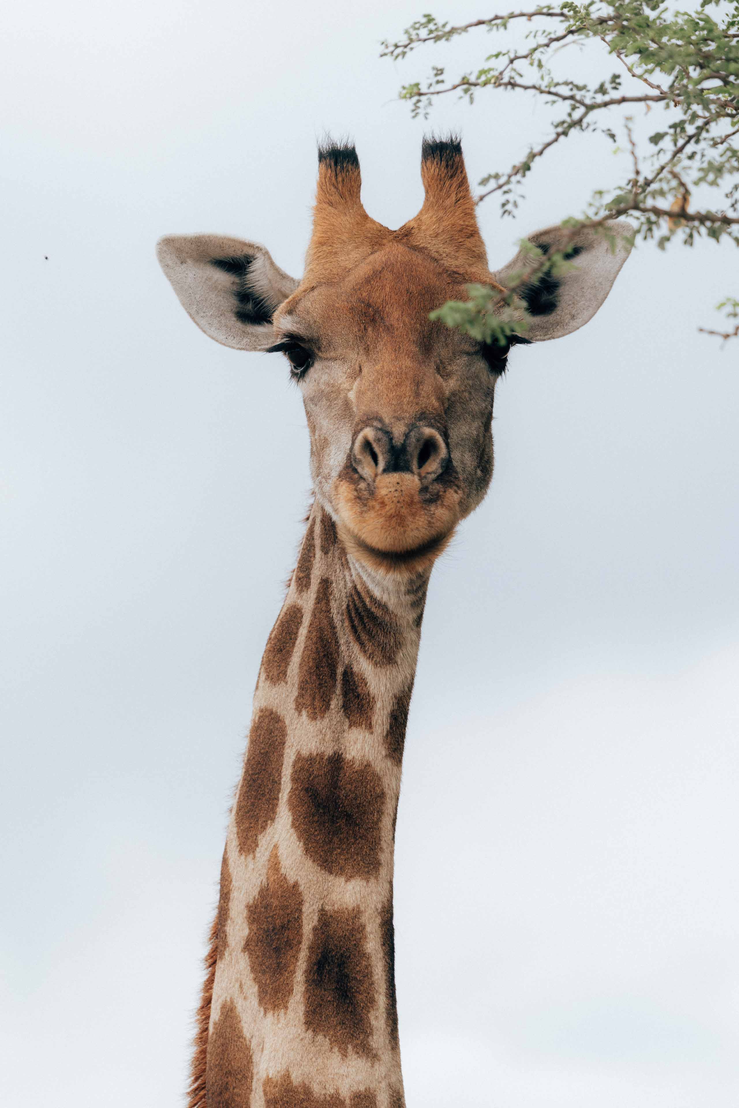 namibia 13