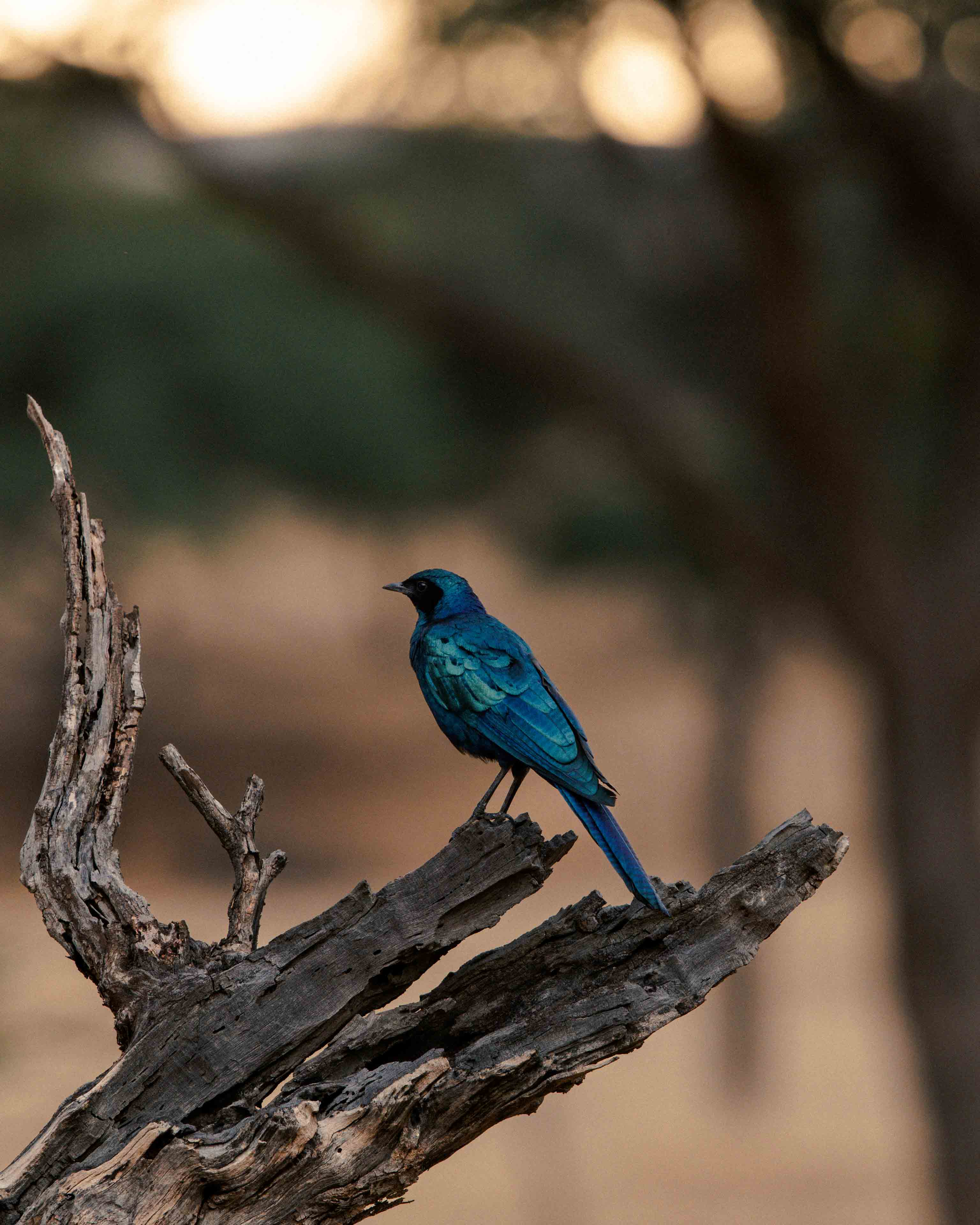 namibia 14