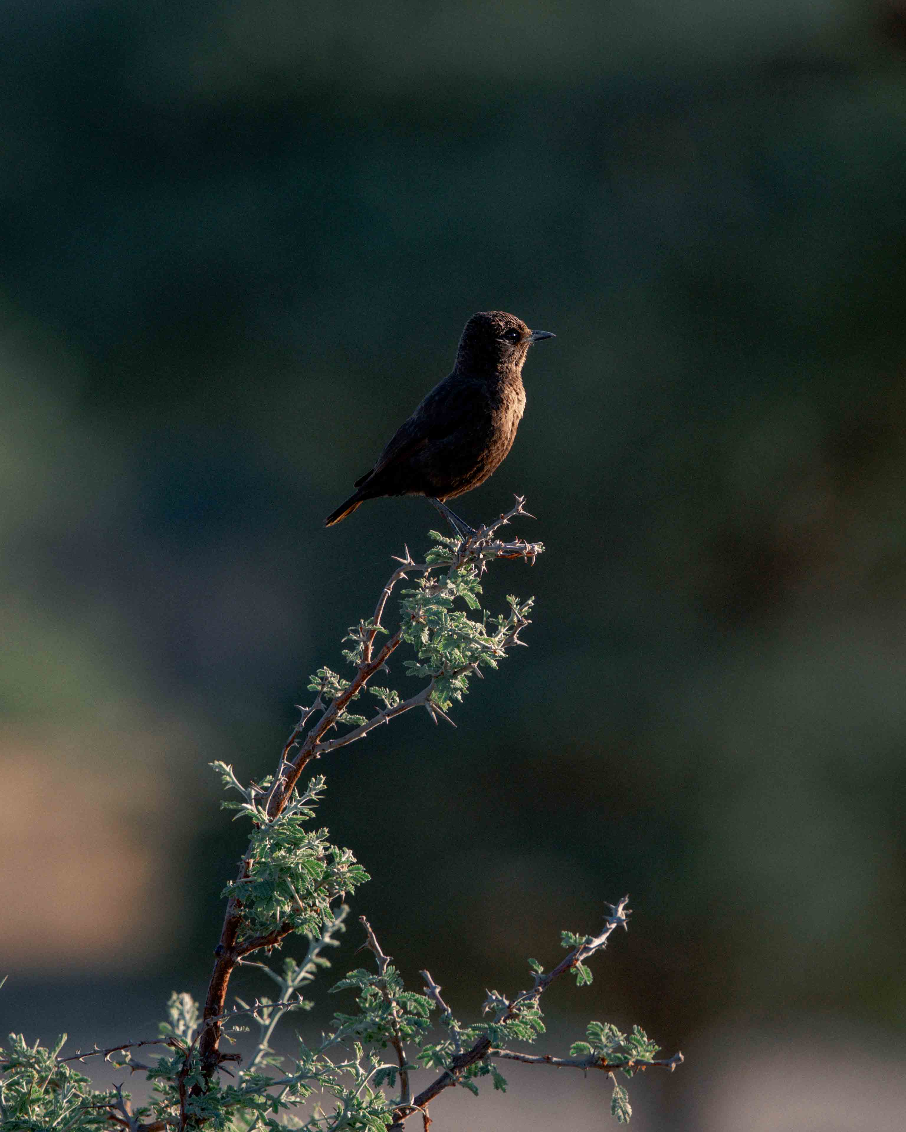 namibia 15
