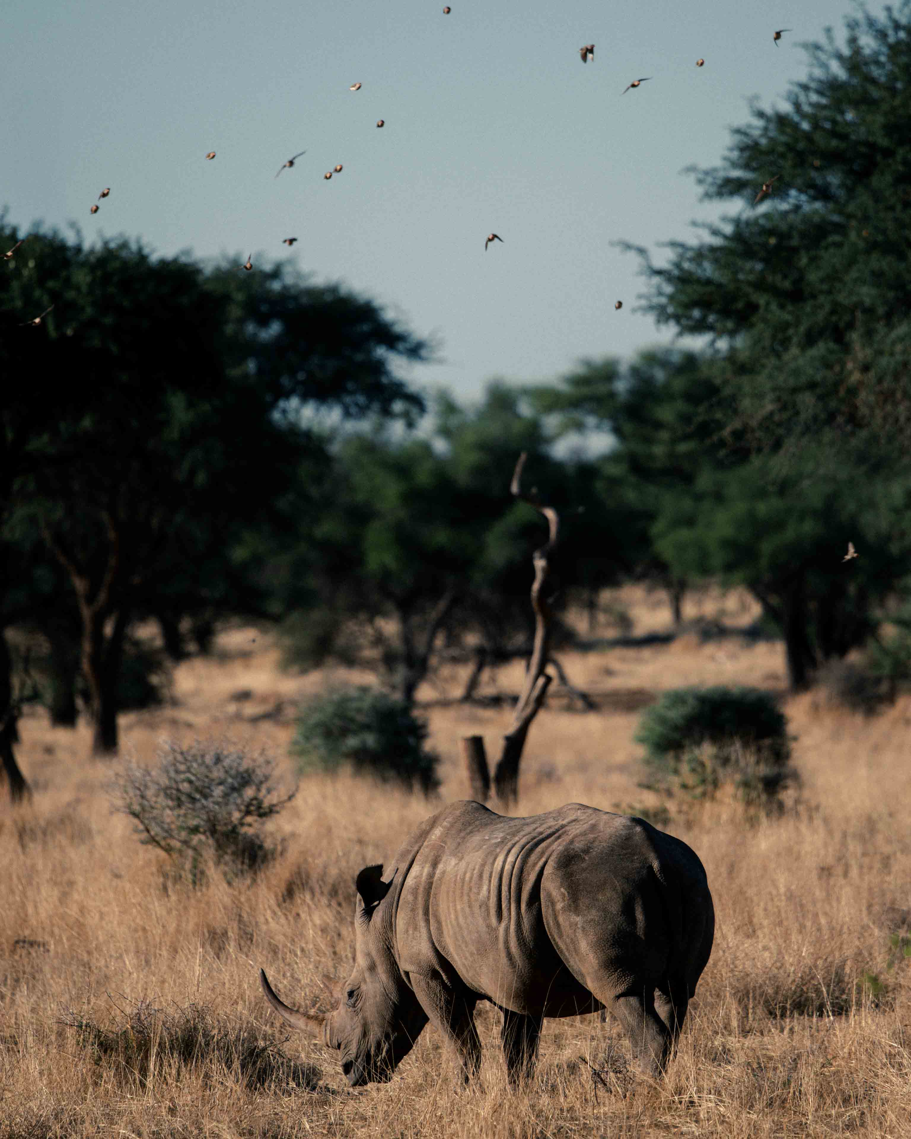 namibia 17