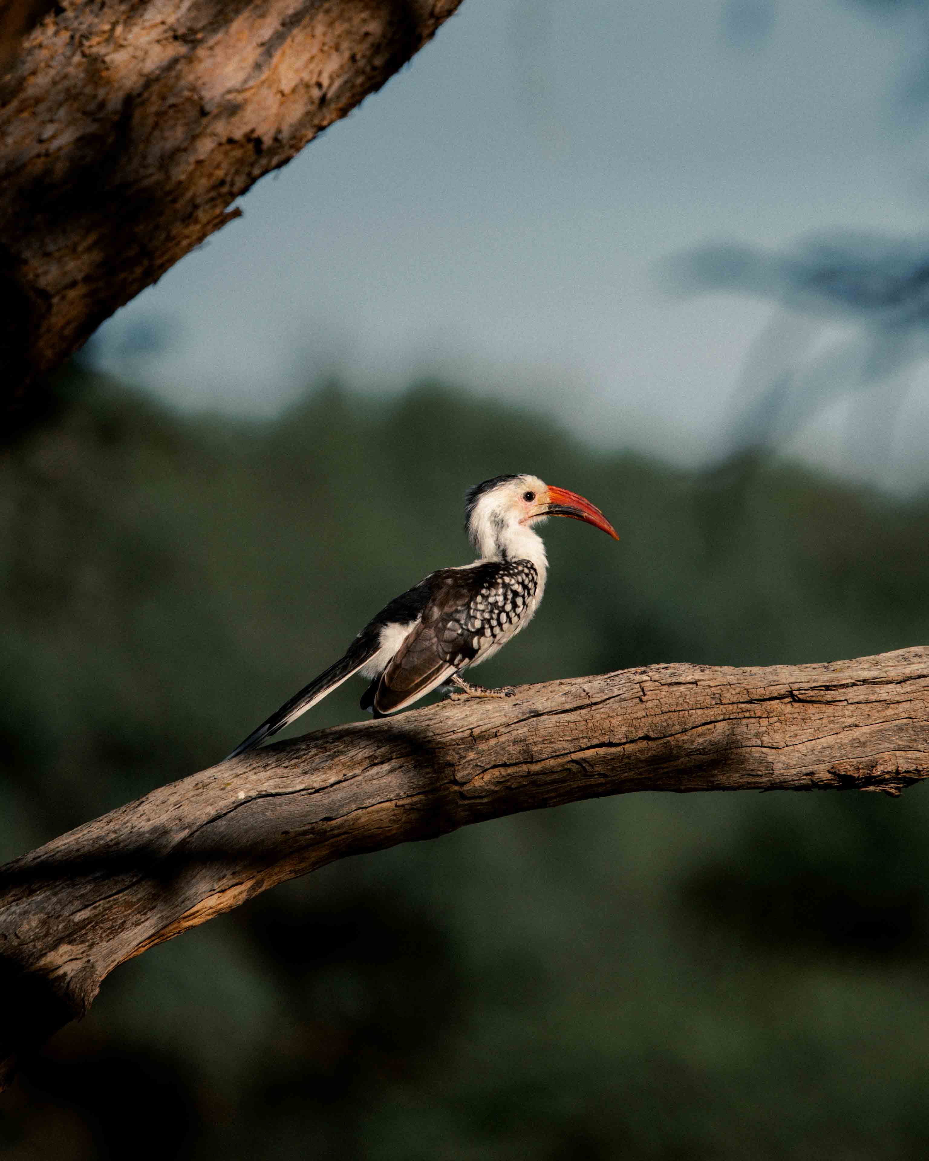 namibia 18