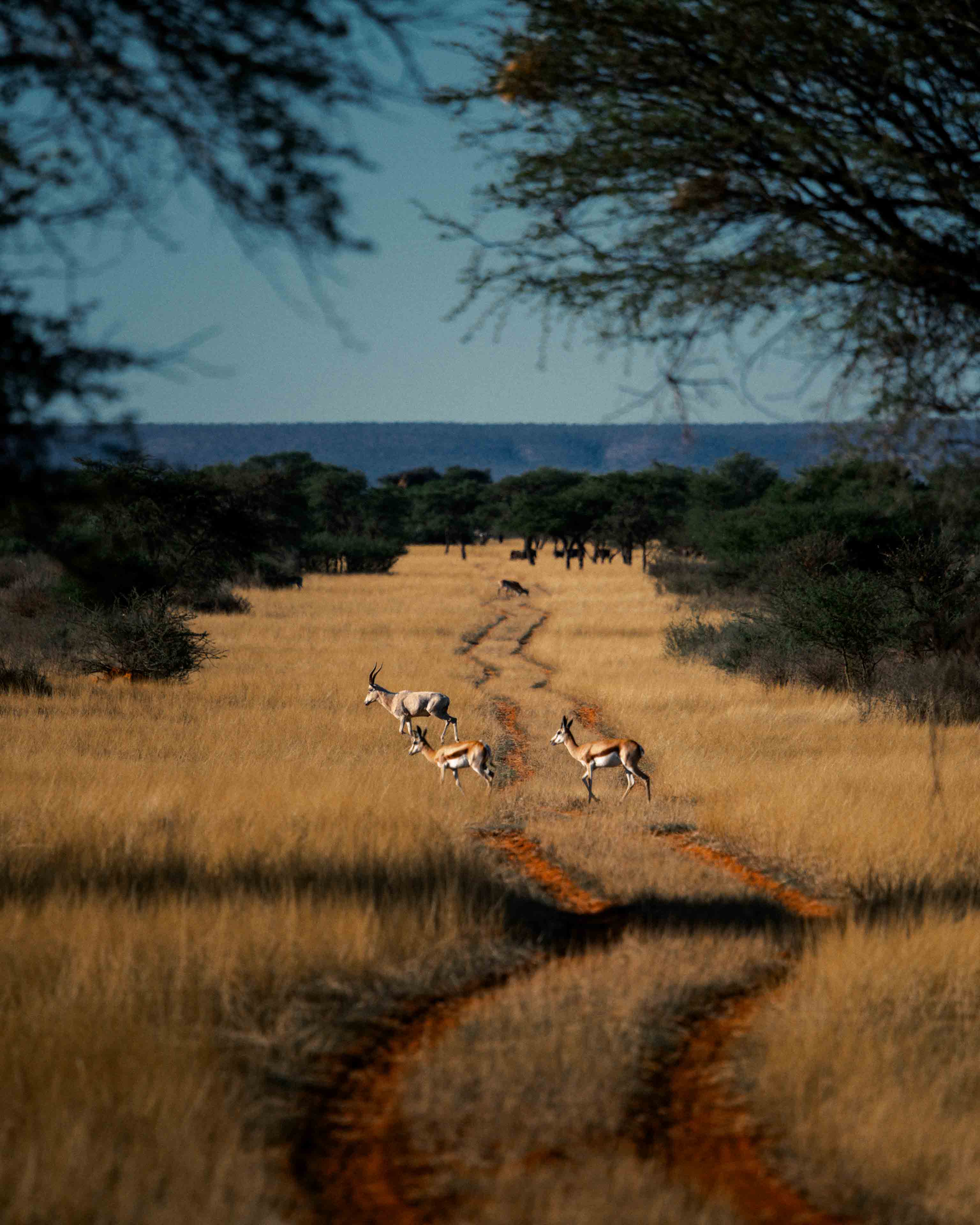 namibia 4